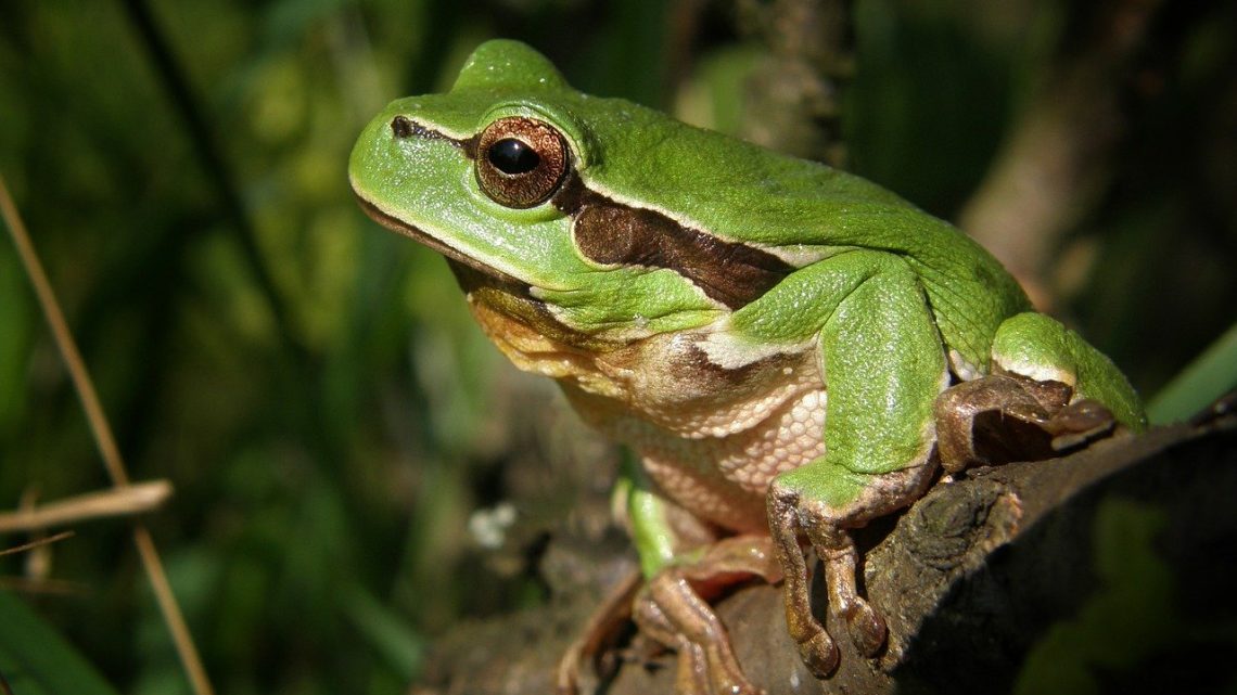 Un zoológico británico acoge las “ranas escroto” características de Bolivia y Perú