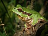 tree frog